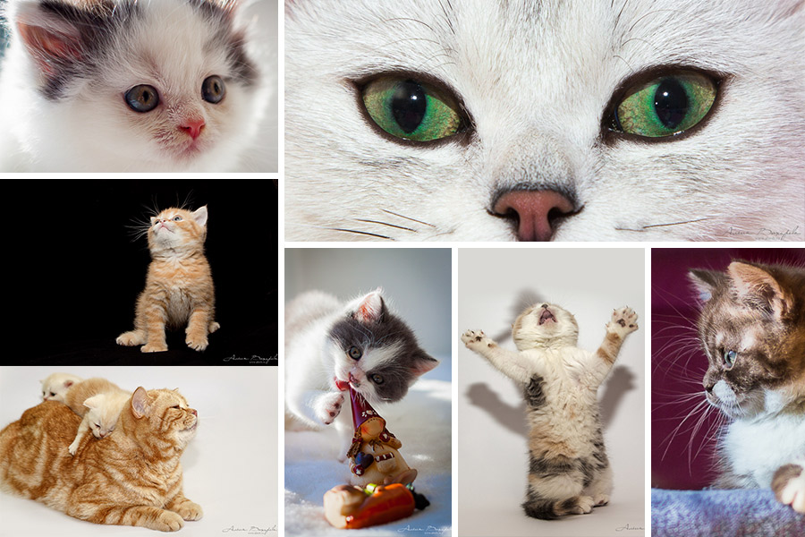 Фотографии котят и кошек