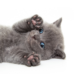 Фотосессия домашних животных г.Бишкек. Голубоглазый британский котенок.