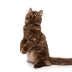 Фотосессия домашних животных г.Бишкек. Длинношерстая шотландская кошка шоколадного окраса