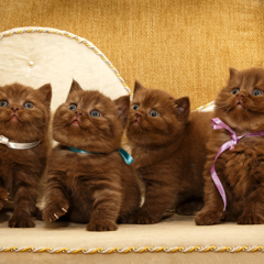 Фотосессия домашних животных г.Бишкек. Банда шоколадных котят. 