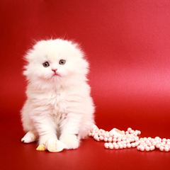 Фотосессия домашних животных г.Бишкек. Белый пушистый котенок скотиш фолда