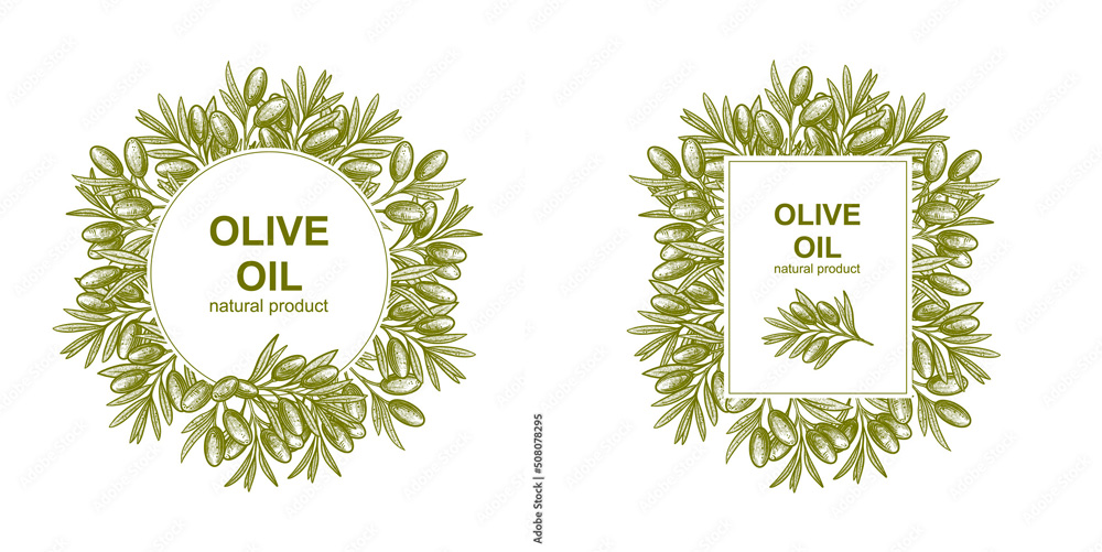 Olive branch illustration