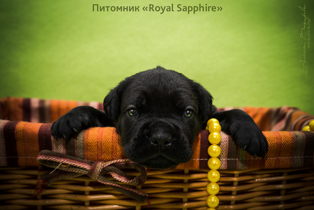Фотосъемка щенков  для питомника Итальянского Кане-Корсо Royal Sapphire. Фотограф Вихарева Алена