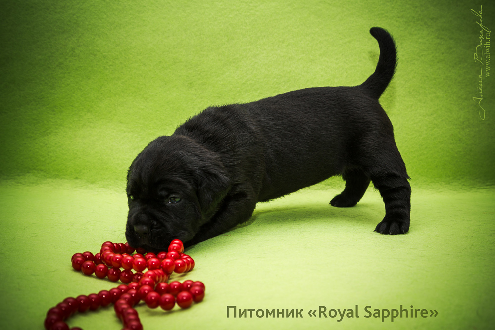Фотосъемка щенков  для питомника Итальянского Кане-Корсо Royal Sapphire. Фотограф Вихарева Алена