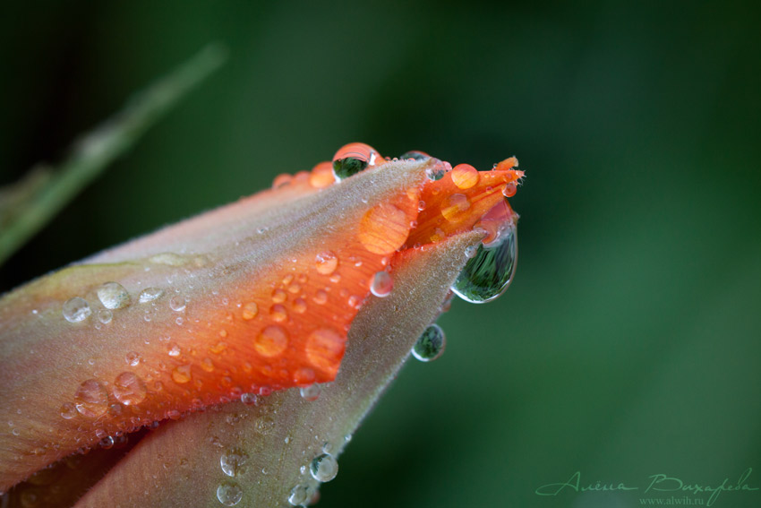Горный тюльпан под дождем
